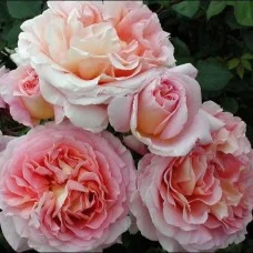 Teehübriidroos Abraham Darby